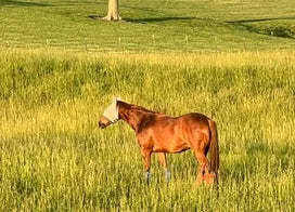 Customer photo from Lisa A.