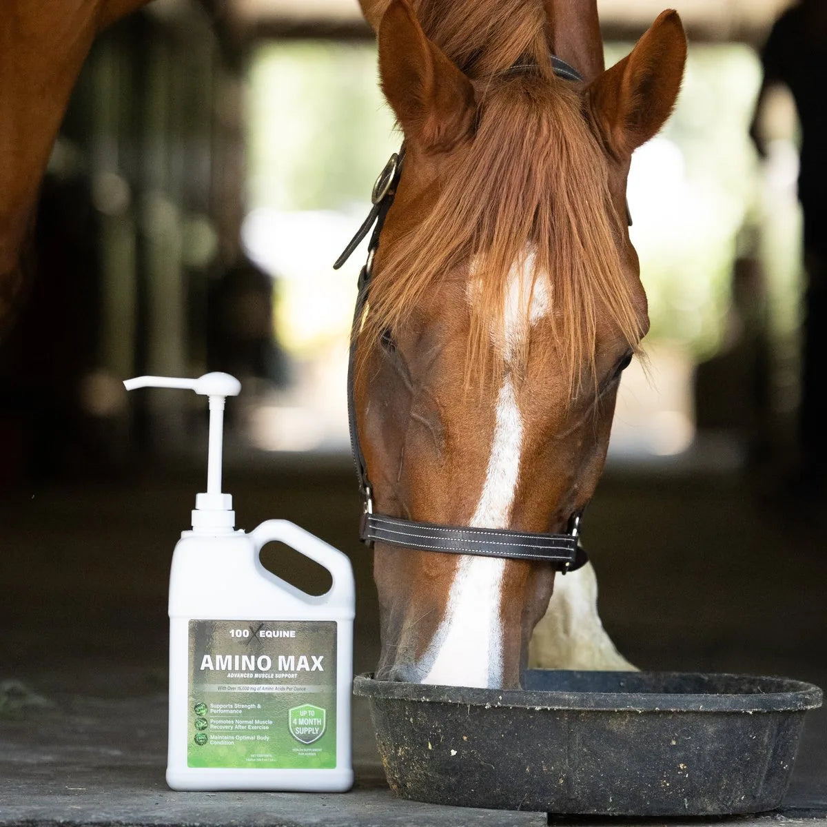 Chestnut horse eating beside a jug of 100X Amino-MAX