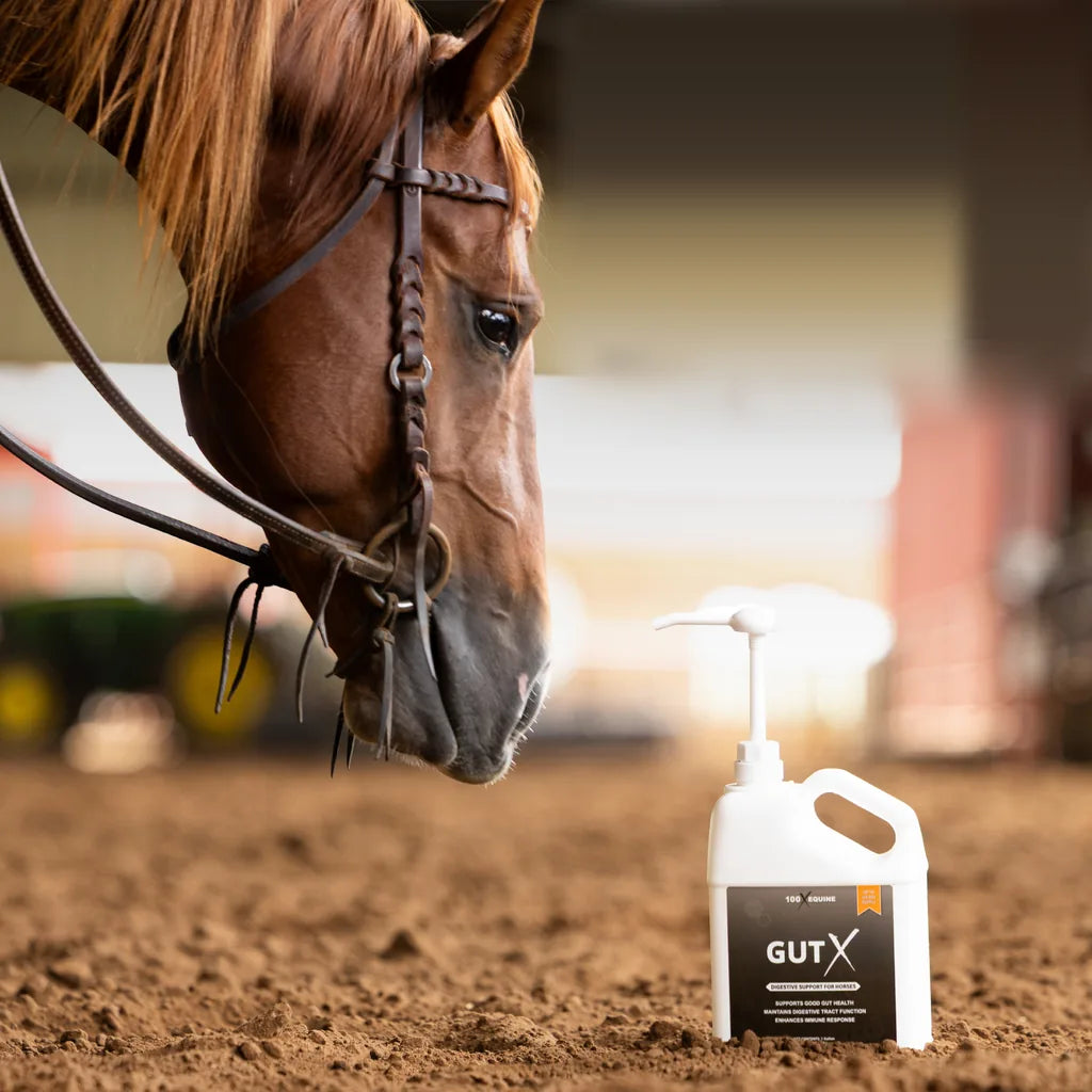 Gut X &middot; Every horse, every day
