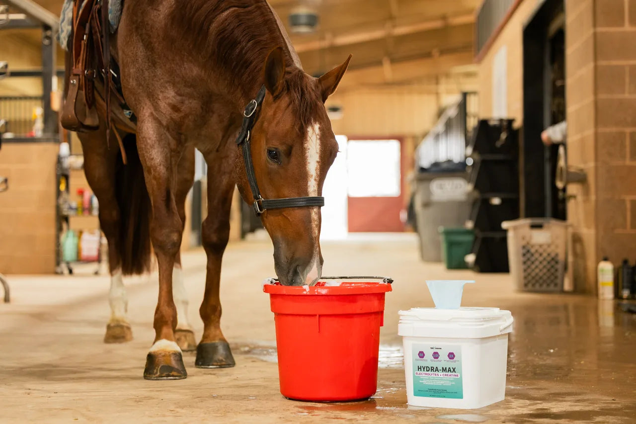 Chestnut horse drinking beside a bucket of 100X Hydra-MAX in a barn aisle